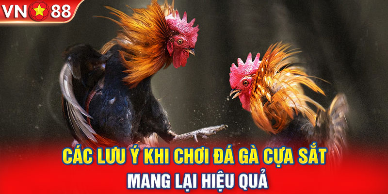 Các lưu ý khi chơi đá gà cựa sắt mang lại hiệu quả