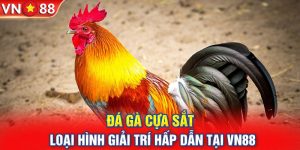 Đá Gà Cựa Sắt - Loại Hình Giải Trí Hấp Dẫn Tại VN88