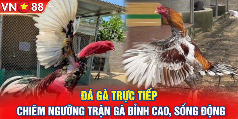 Đá Gà Trực Tiếp - Chiêm Ngưỡng Trận Gà Đỉnh Cao