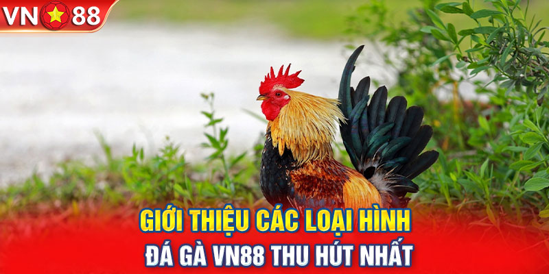 Giới thiệu các loại hình đá gà VN88 thu hút nhất