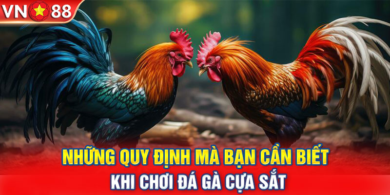 Những quy định mà bạn cần biết khi chơi đá gà cựa sắt