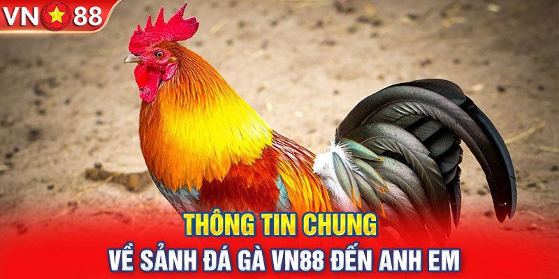 Thông tin chung về sảnh đá gà VN88 đến anh em