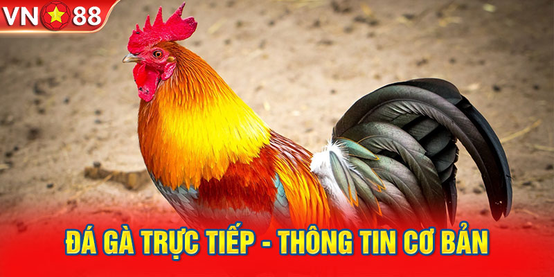 Đá gà trực tiếp là hình thức giải trí hấp dẫn tại VN88 được săn đón